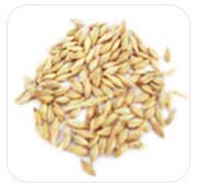 Common Wheat - Triticum aestivum