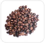 Mucuna Pruriens  Brown Seeds